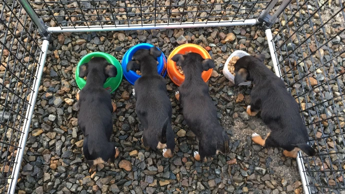 Cuatro cachorros comiendo de su plato individual