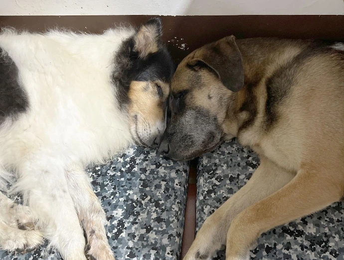 Bella y Parcerito durmiendo