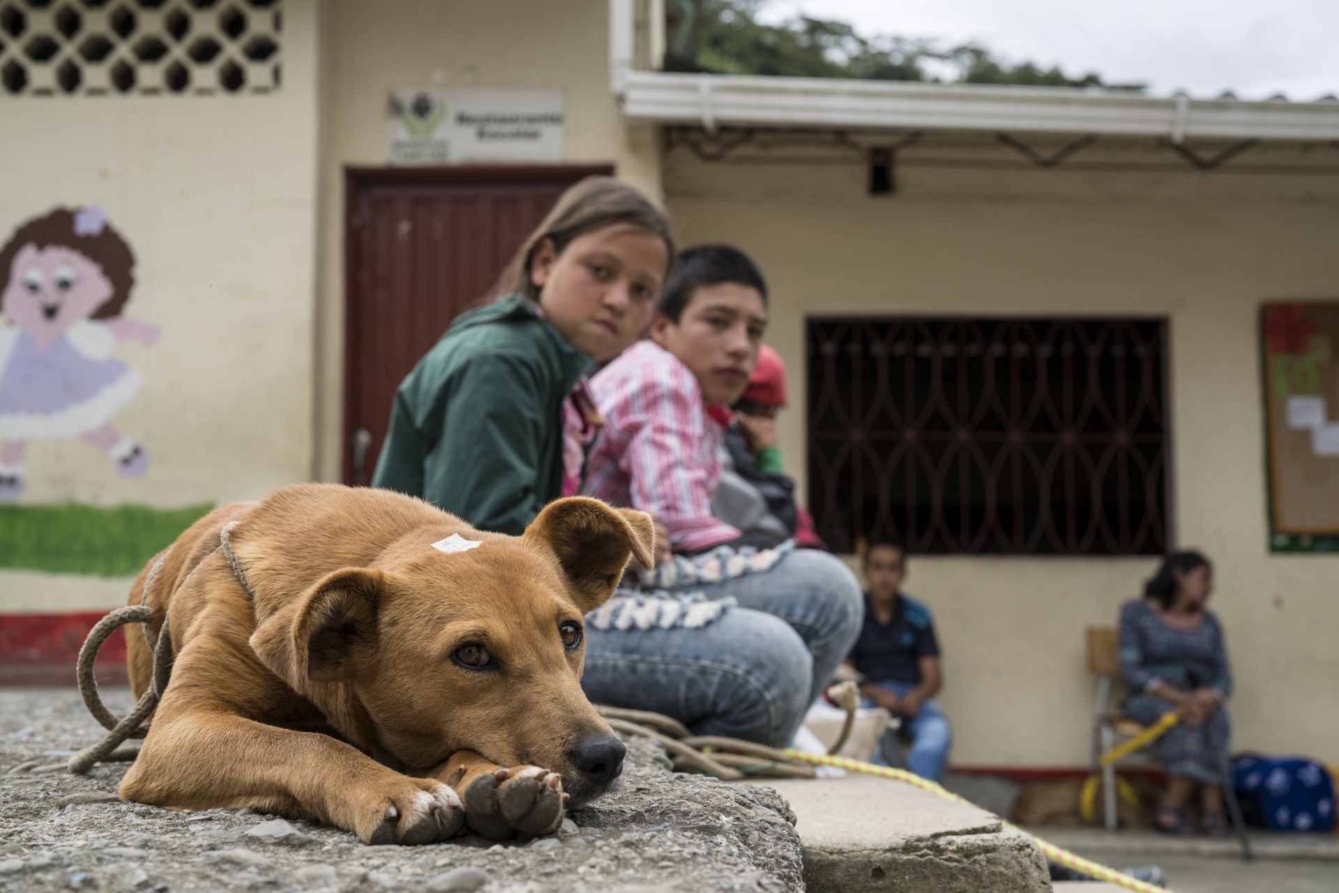 Campaña de Esterilización en Carmen de Atrato Un perrito criollo adelande de dos niños que lo miran, esperando el turno