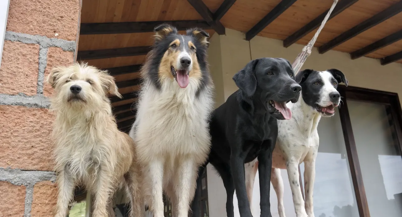 Perros rescatados en el Santuario CanCan
