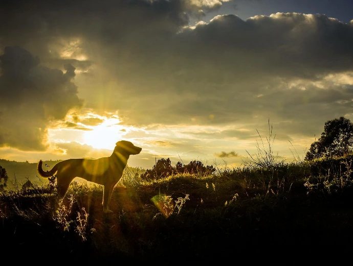 Vida de perro